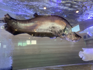 アクアプロスタイル ビリーバー 大型魚の混泳は難しい