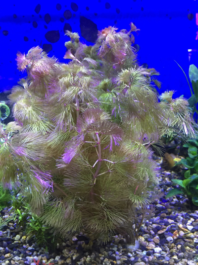 アクアプロスタイル ビリーバー 水草紹介