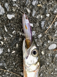 ladyfish 2022/09/17 12:05:14