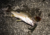 Match The Bait 2023/05/19 12:45:16