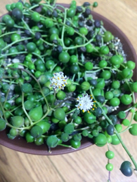 グリーンネックレスの花 2016/03/30 22:02:14