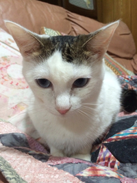 猫風邪感染。。 2016/04/20 13:45:31