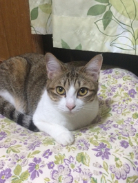 あけましておめでとうございます･:*+.\(( °ω° ))/.:+ 2017/01/03 23:00:51