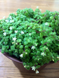 小さな白の花 2016/04/08 22:03:13