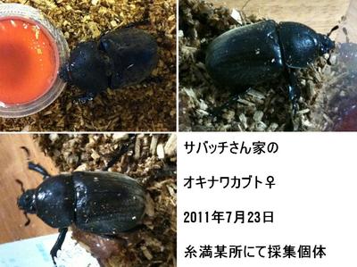 産卵セット　＆　2011年クワガタ採集　7月　その4