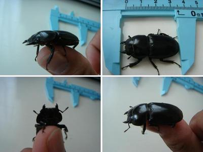 2011年クワガタ採集　7月　その2　＆　里親の皆さんへ(菌糸ビン)