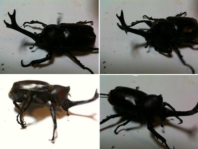 オキノコ産卵セット & 2011年クワガタ採集　8月　その2
