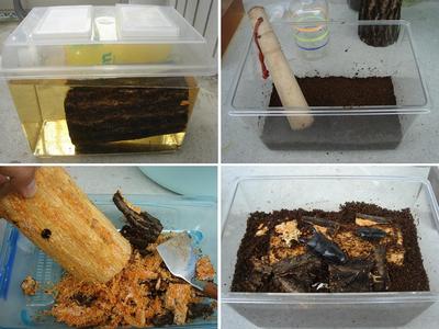 産卵セット　＆　2011年クワガタ採集　7月　その4