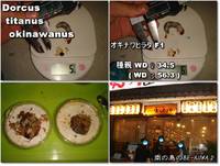 Xmas & 魔王様玉座へ & パラワン♀(DDA)羽化2号