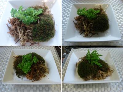誕生 ＆ クワガタ採集 & 苔ティッシュ