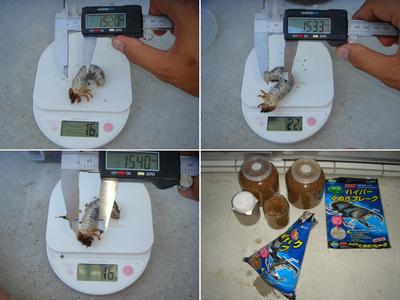 オキヒラ割出 & 2011年クワガタ採集　9月　その1