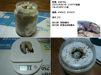 パラワン(メス)羽化 & サタン前踊？ & パラワン菌糸交換