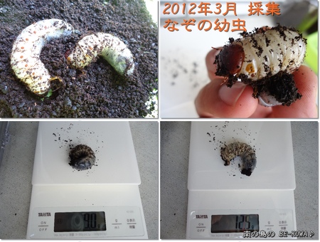 ◆子供の日 & なぞの幼虫 & オキヒラ♂羽化