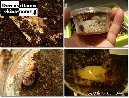 ◆子供の日 & なぞの幼虫 & オキヒラ♂羽化