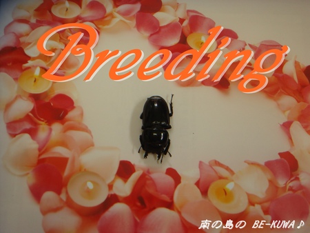 ◆撮影(breedメス) & パラワン割出 & ５倍増?