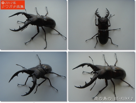 ◆なでしこ & クワガタ採集2012 & 発酵マット仕込 & 里子