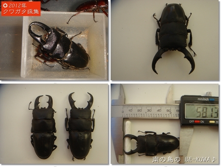 ◆なでしこ & クワガタ採集2012 & 発酵マット仕込 & 里子