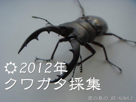 ◆なでしこ & クワガタ採集2012 & 発酵マット仕込 & 里子