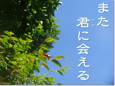 ◆また君に会える & オキヒラ那覇産 & パリー産卵セット スカ