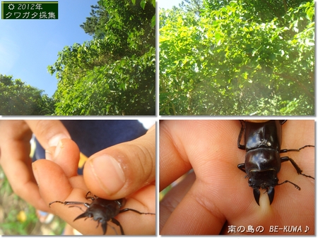 ◆また君に会える & オキヒラ那覇産 & パリー産卵セット スカ