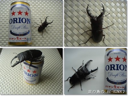◆ORION BEER & 2012採集 & オキヒラ菌糸交換 & etc