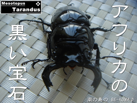 ◆Volare & ダースベイダー & 産卵セット色々 & 2012採集