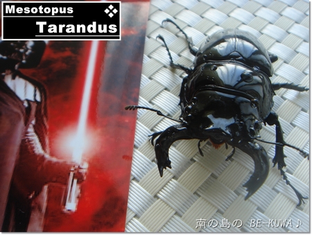 ◆Volare & ダースベイダー & 産卵セット色々 & 2012採集