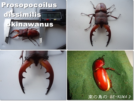 ◆琉球小鍬形 & オキヒラセット & ライト & オキノコ羽化