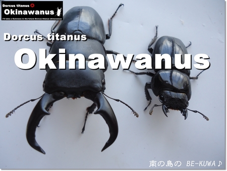 ◆限界LOVERS & オキヒラ野外ペア & 産卵セット & 蛹化