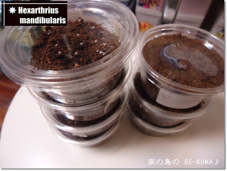 ◆限界LOVERS & オキヒラ野外ペア & 産卵セット & 蛹化