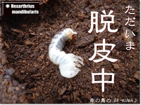 ◆脱皮中 & オキヒラ羽化1号（那覇37系）& etc