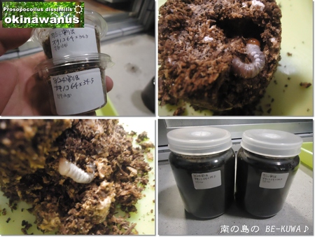 ◆素人標本 & 菌糸詰 & オキヒラ蛹化前 & オキノコ採卵