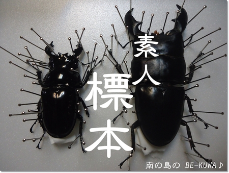 ◆素人標本 & 菌糸詰 & オキヒラ蛹化前 & オキノコ採卵