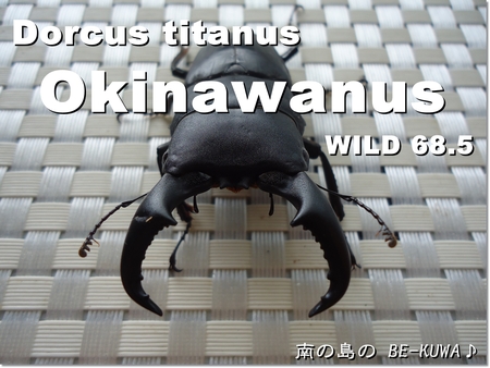 ◆WILD68.5 & オキヒラ割出 & 小鍬割出 & IHEYAセット