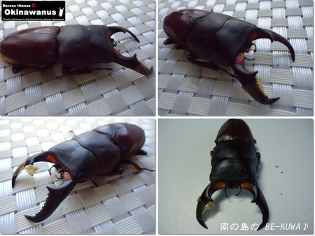 ◆ESCAPE & 体長予想表 & 続37系オキヒラ羽化 & 謎の蛹