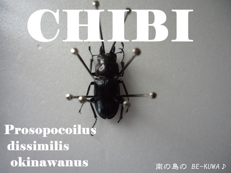 ◆CHIBI & マンディ & 小ぶりヒラタ♀ & 小ぶりオキノコ