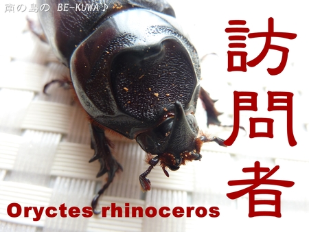★浪漫飛行 & 訪問者 & リュウコ産卵 & 菌糸詰め &