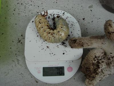 ヘラクレス、サタンのマット交換