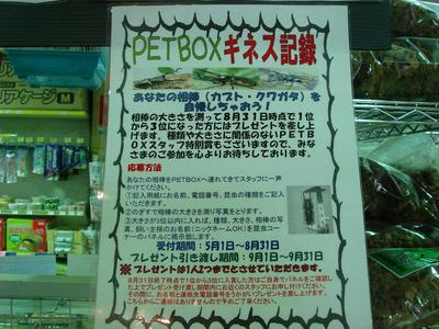 PETBOXギネス エントリー &　産卵セット(パラワン)