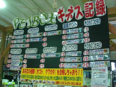 涙　＆　2011年クワガタ採集　7月　その3