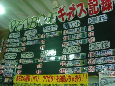 オキノコ産卵セット & 2011年クワガタ採集　8月　その2