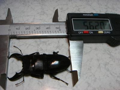 オキヒラ割出 & 2011年クワガタ採集　9月　その1