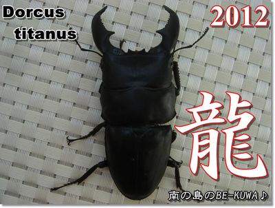 ◆謹賀新年 & ドラゴン & オキノコ★