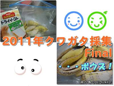 【年の瀬】2011年Final(クワガタ採集) & ビン交換(赤目系・DDA)
