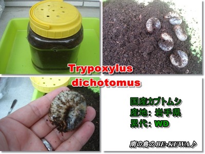 ◆陸奥の兜 & 菌糸詰め & オキノコ逝く★