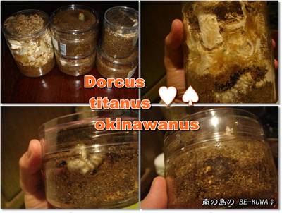 ◆黄泉がえり & 菌糸ツメ & オキヒラ瓶交換