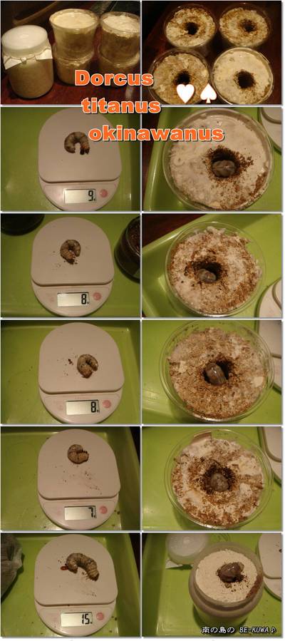 ◆黄泉がえり & 菌糸ツメ & オキヒラ瓶交換