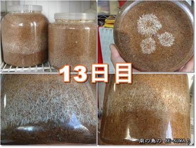 ◆黄泉がえり & 菌糸ツメ & オキヒラ瓶交換