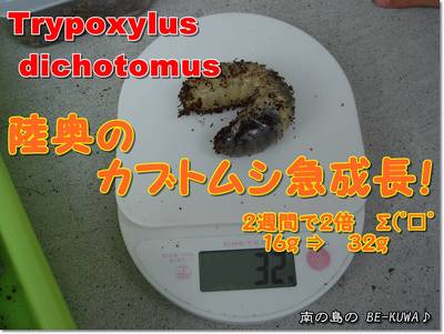 ◆兜 急成長 & パラワン蛹室 & 菌糸経過