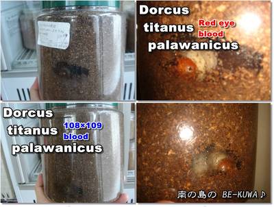 ◆兜 急成長 & パラワン蛹室 & 菌糸経過